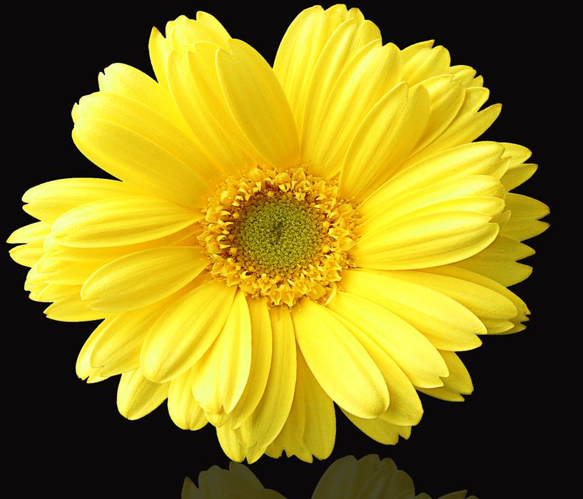 Flower Plant Nature