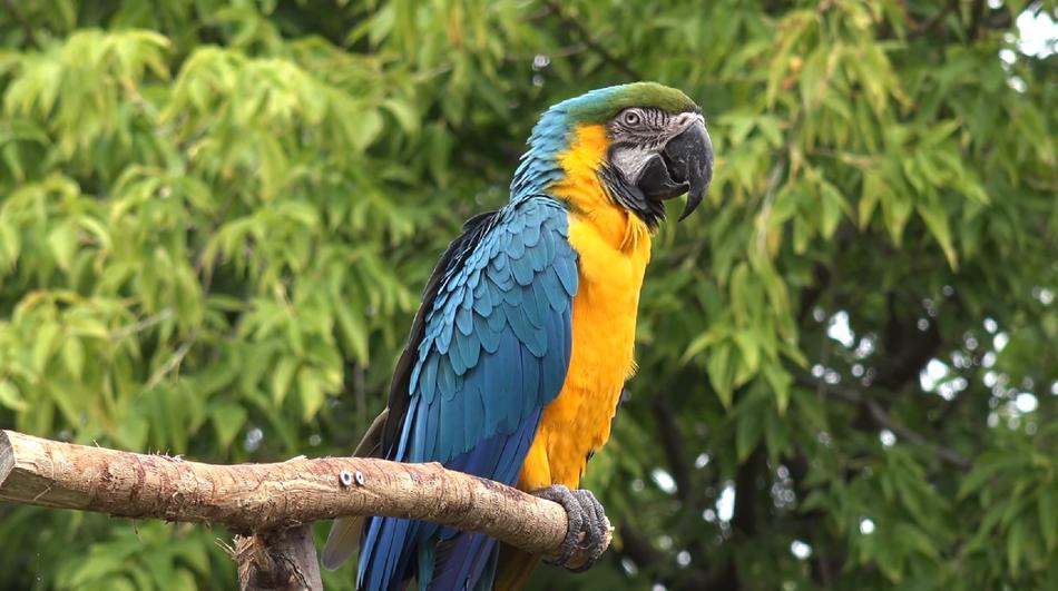 Nature Tropical Parrot
