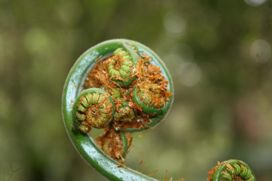 unusual sprout green with plants