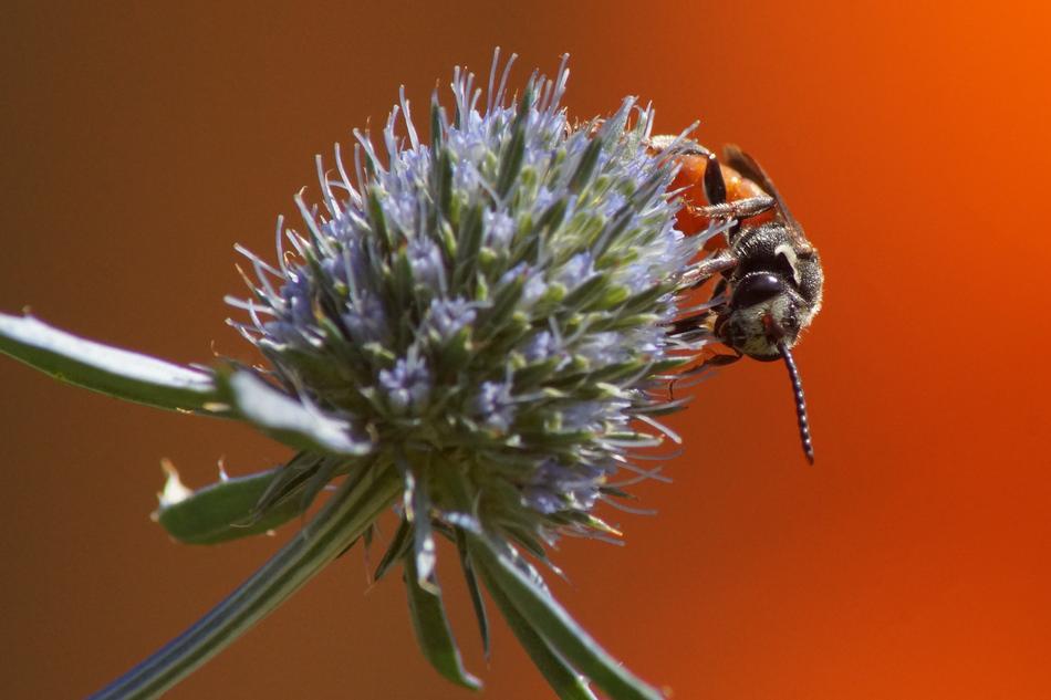 Blood Bee Furrow Blossom