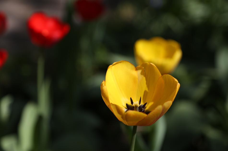 Tulips Nature