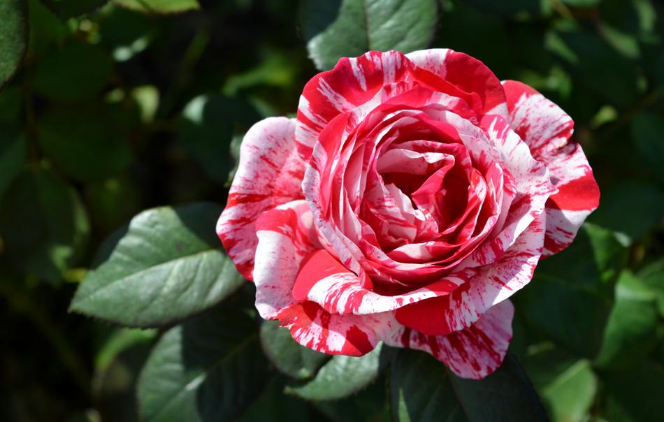Flower Nature Plant