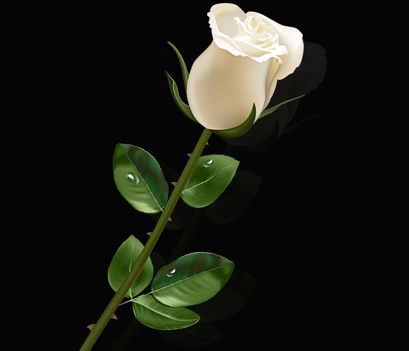 flower leaf plant nature floral