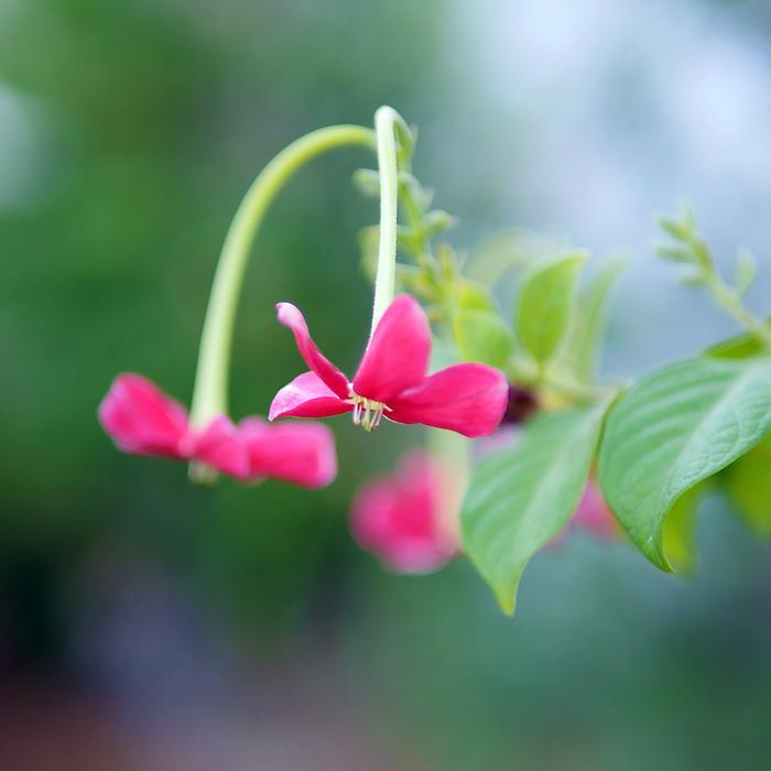 Nature Flora Flower