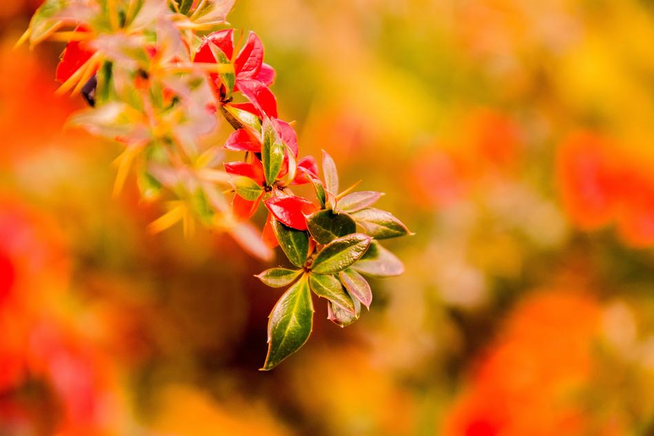 Nature Leaf Bright