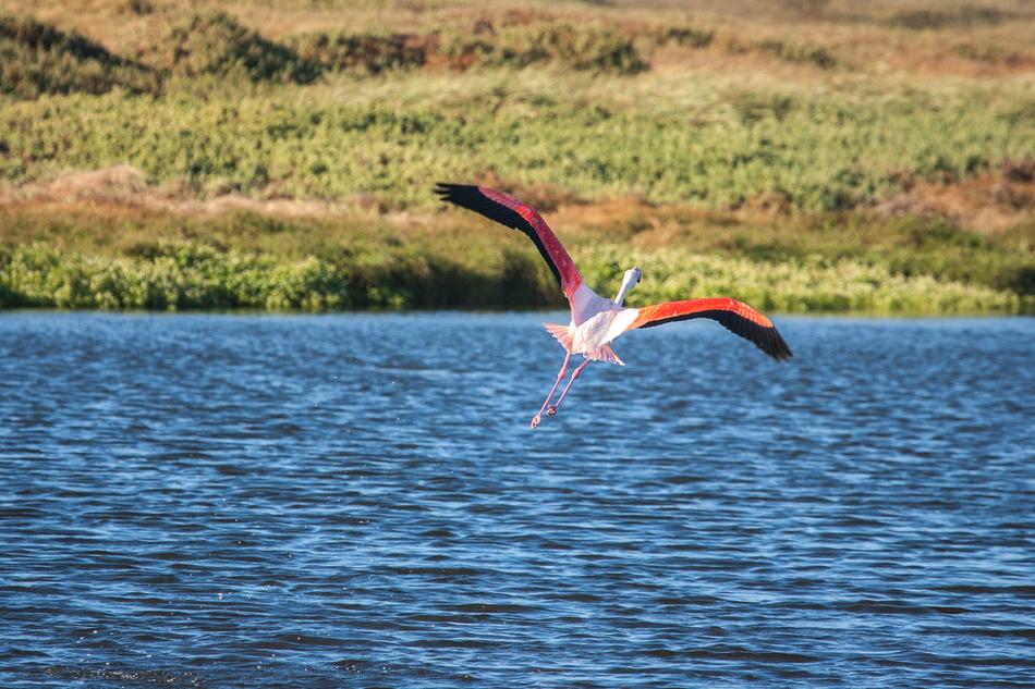 Greater Flamingo In Flight
