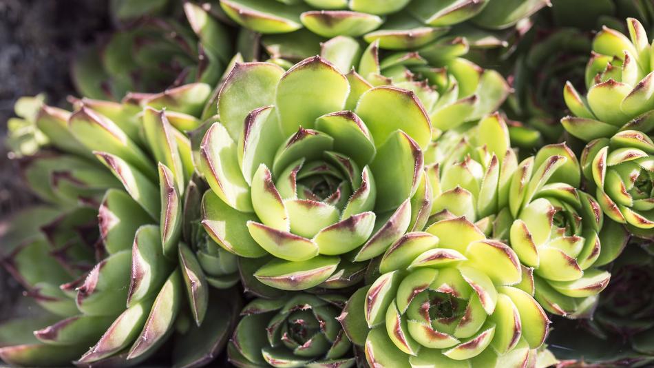 Cactus Garden Spring