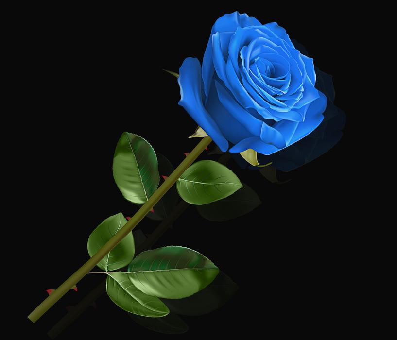 Flower Nature Plant