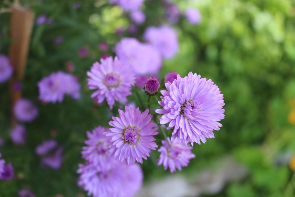 Flowers Color Nature Brightly