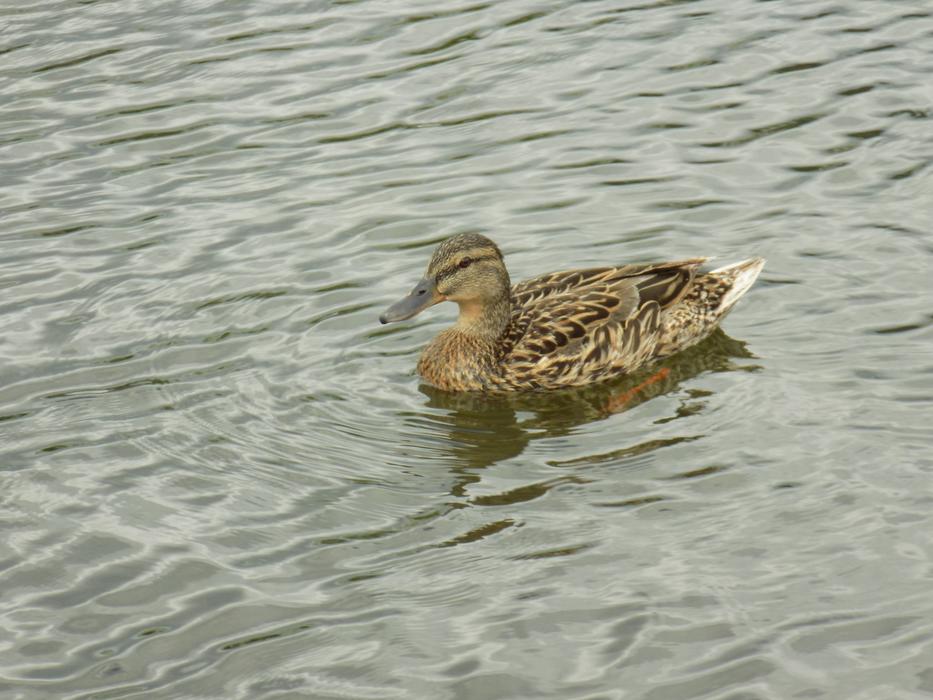 Duck River Wild Ducks