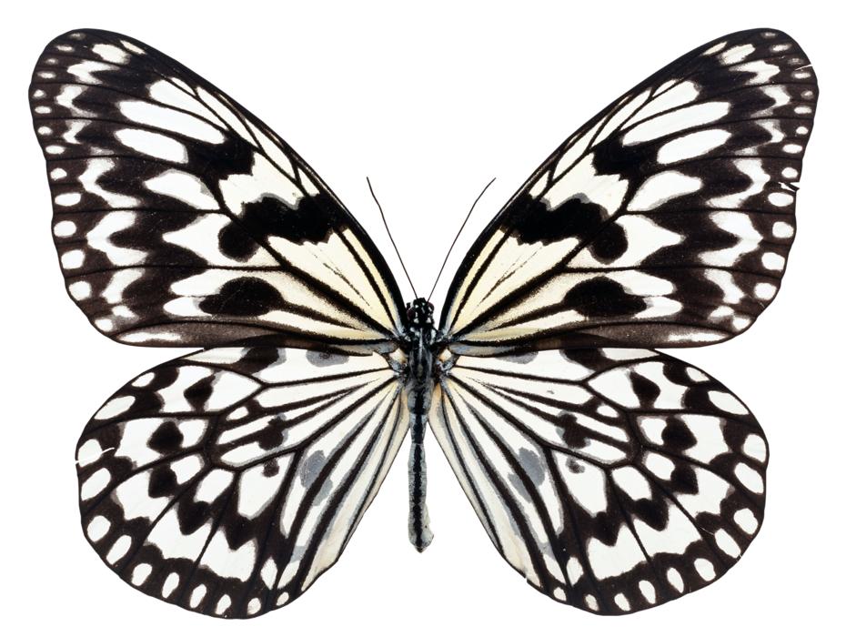 Butterfly Fly
