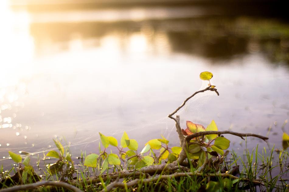 tree branches with leaves by the lake