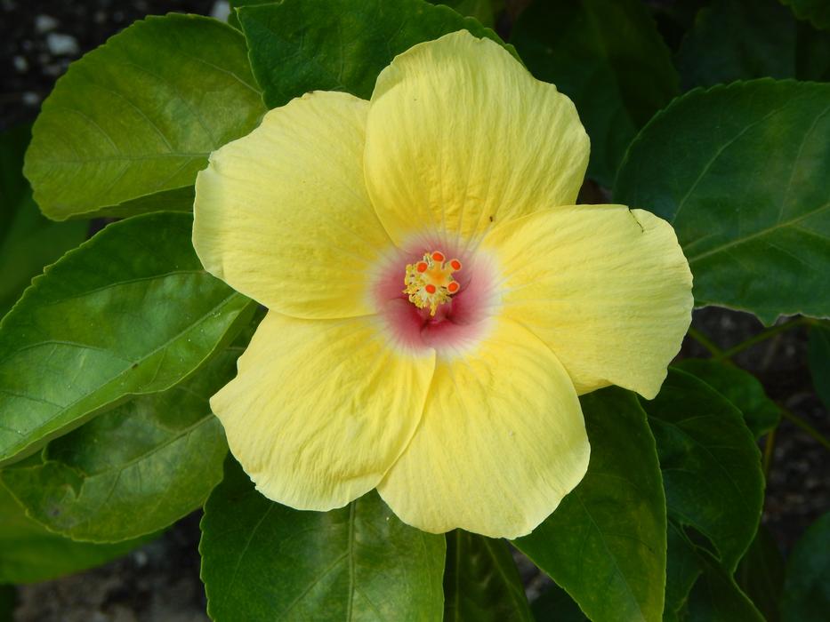 Flower Yellow Nature