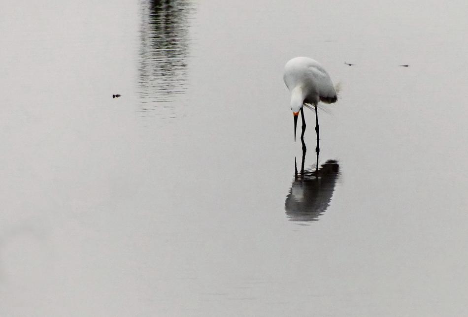 Heron Lake Wild