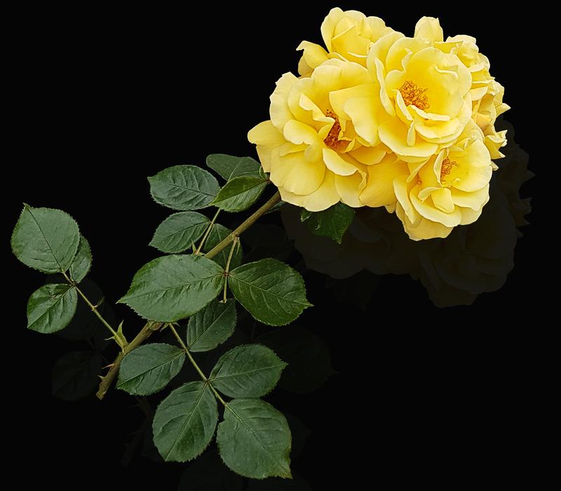 Flower Rosa Petal