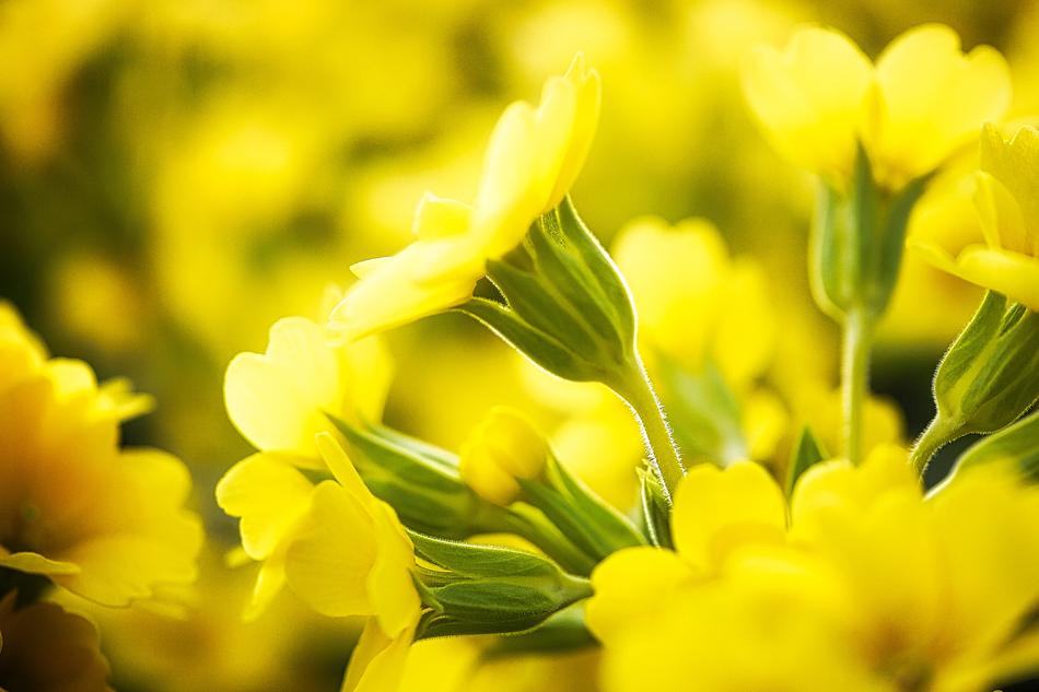 Flower Nature Plant
