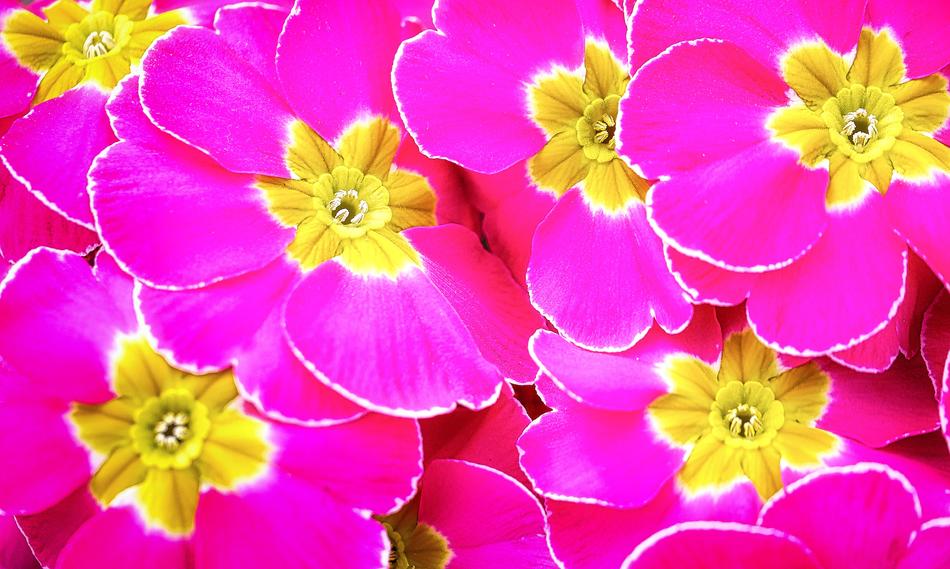 Flower Nature Floral