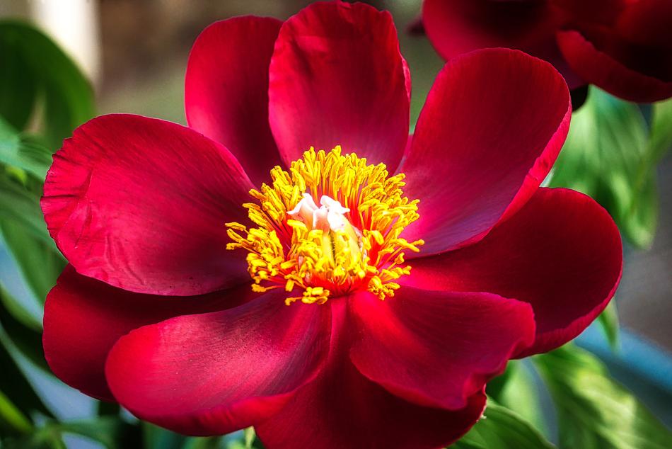 Nature Flower Plant