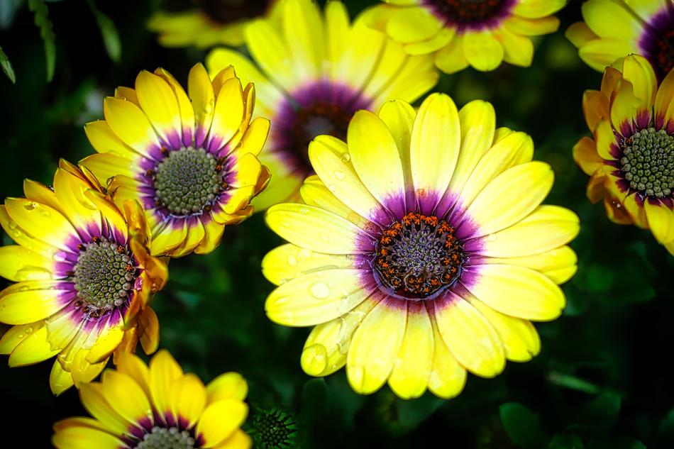 Flower Plant Nature