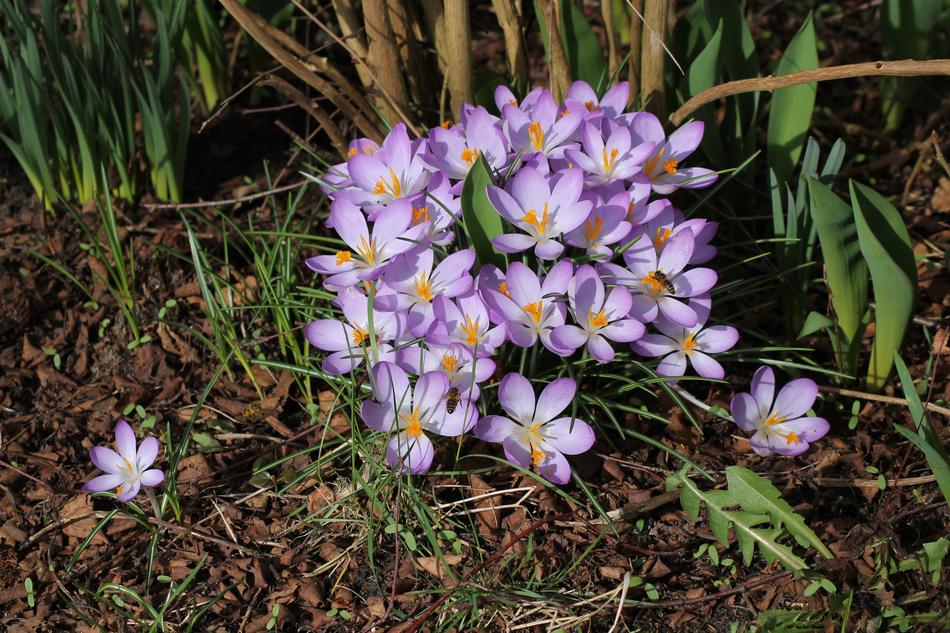Flower Nature Plant