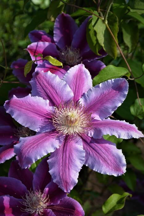 Flower Blossom Bloom