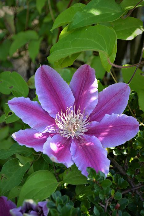 a big purple flower in the leaves