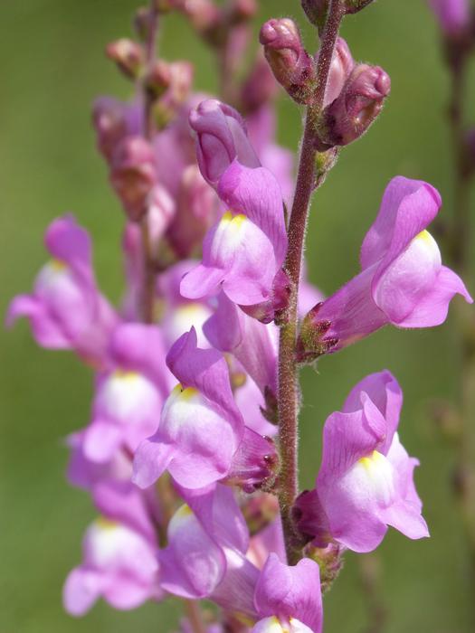 Flower Snapdragon