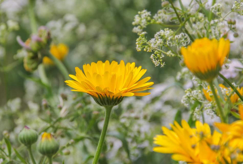 Flower Nature Plant