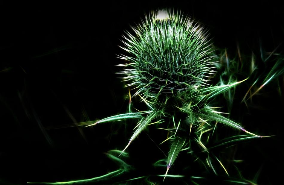 fractalius thistle plant prickly
