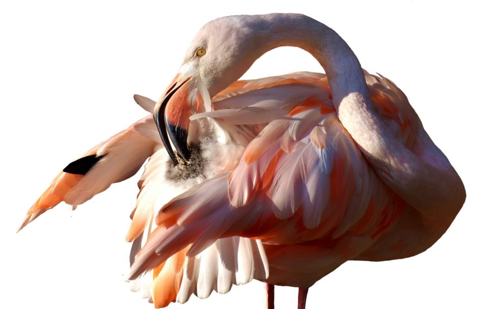 Flamingo Bird Colorful Tierpark