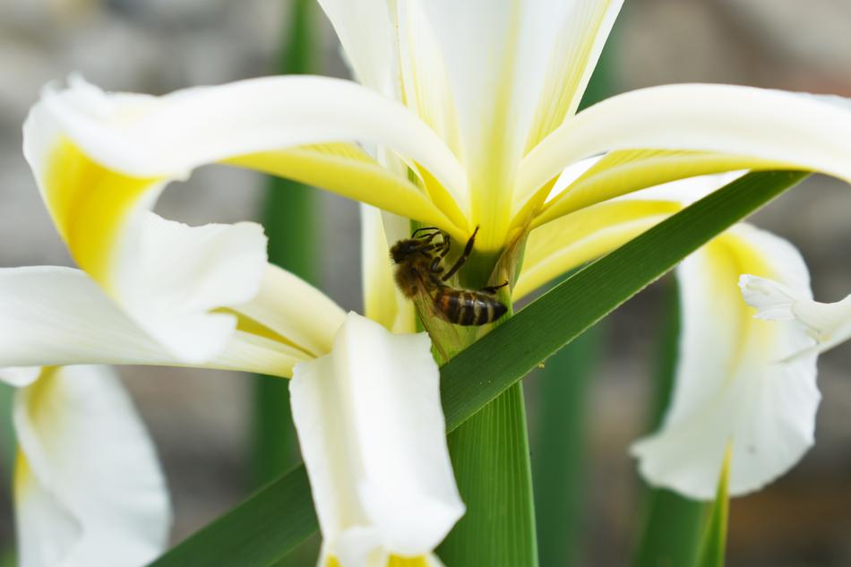 Bee Pollen Plant