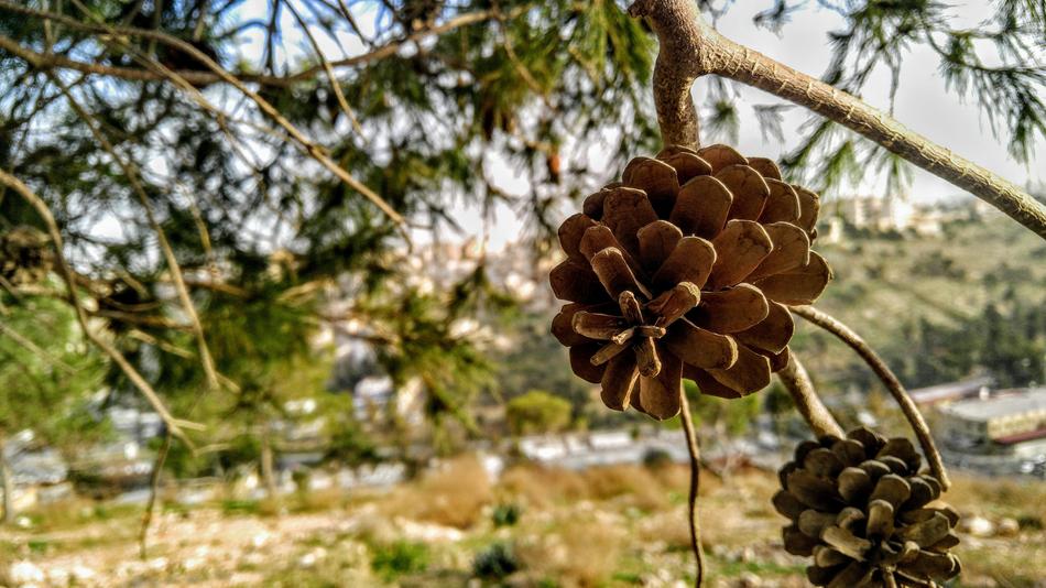 Nature Tree Flora
