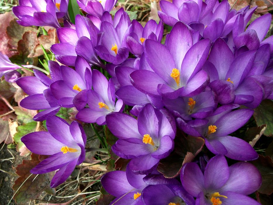 Flower Krokus Violet