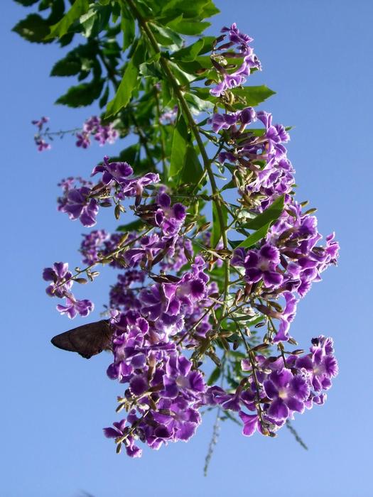 Flower Plant Nature