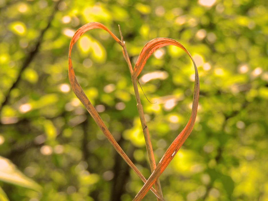 Heart Nature Trees