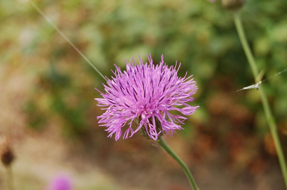 Nature Plants Flowers