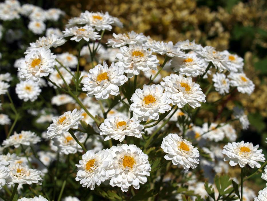 Nature Flower Flora