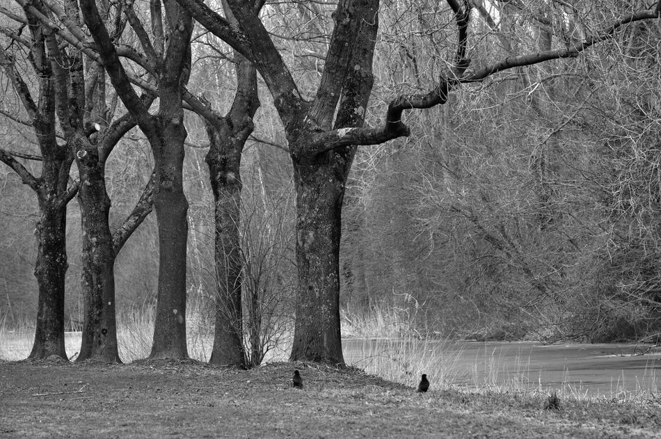 Tree Trunk Branch