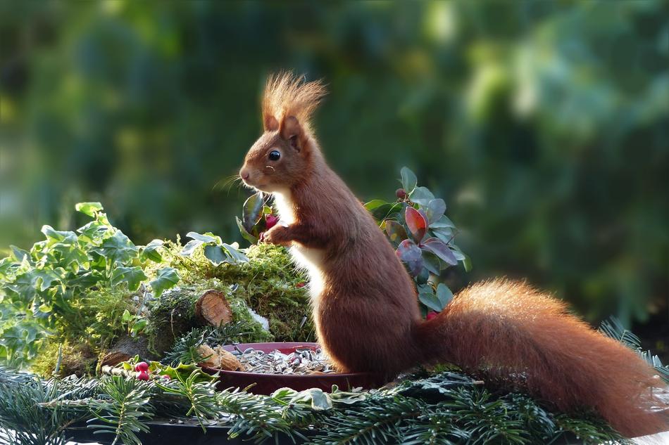 Nature Animal Mammal