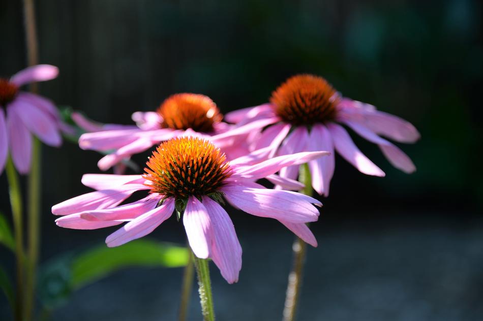 Echinacea Purpurea Coneflower