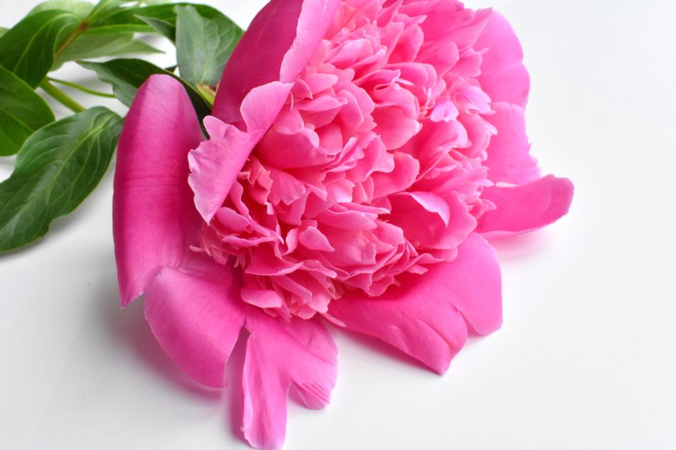 Peony Bud Gentle