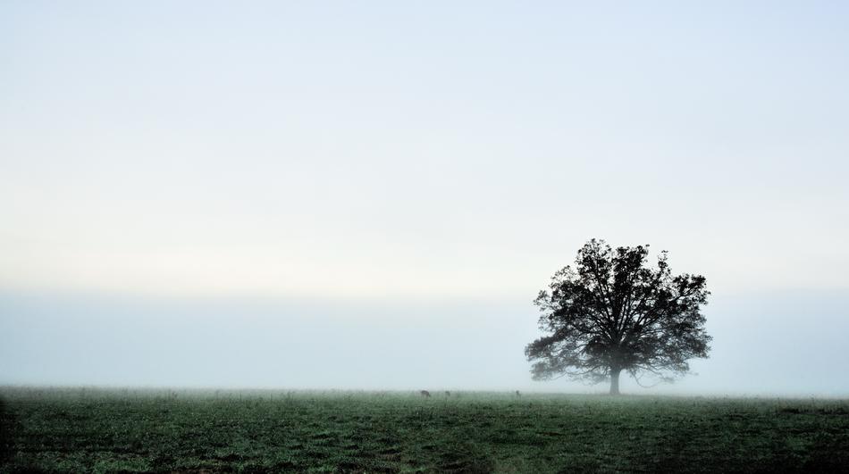 Nature Fog Sky