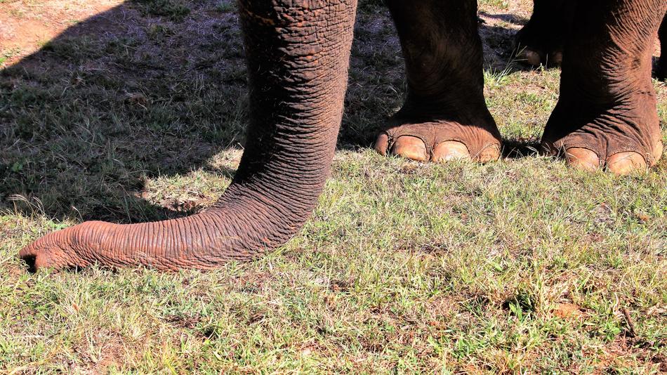 Elephant Nature Animals