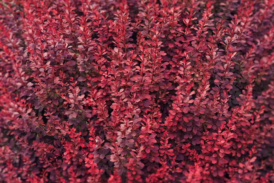 Bush Red Leaves