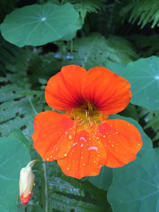 Plant Flower Nature