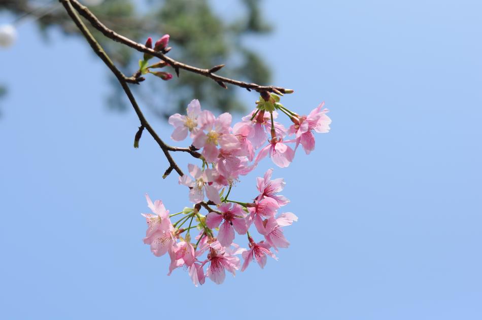 Flower Branch Nature