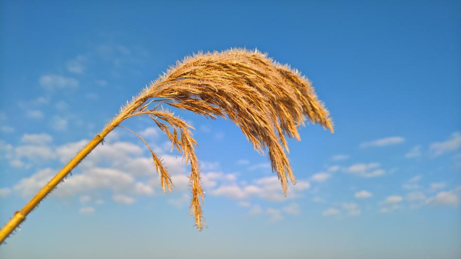 Sky Nature Summer
