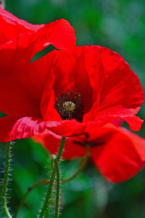 Poppy Red Summer Flower