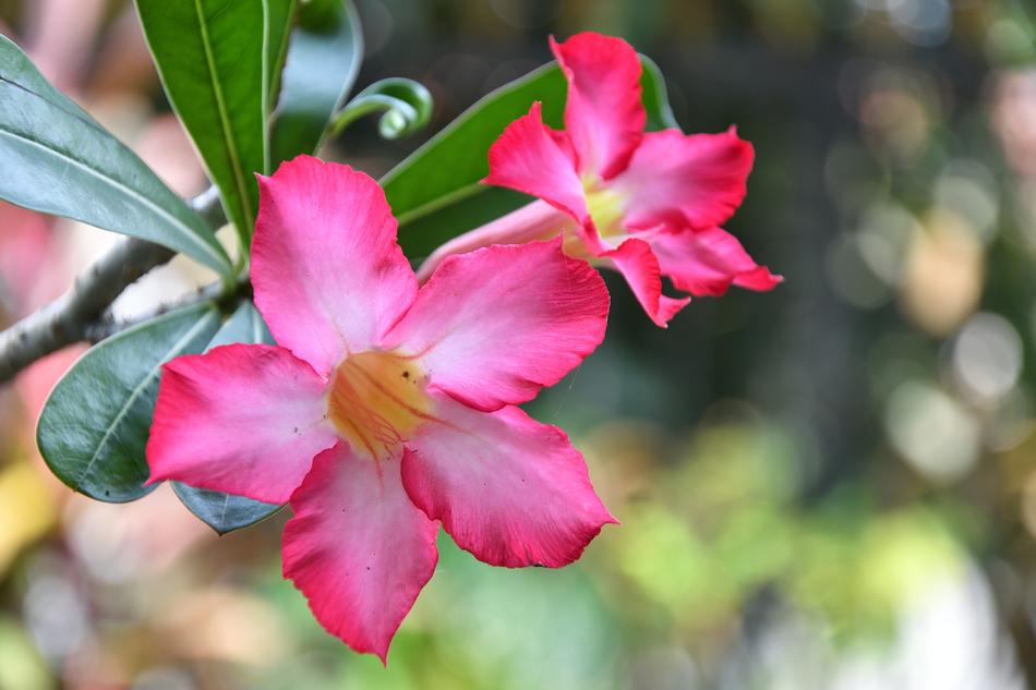Flower Nature Flora