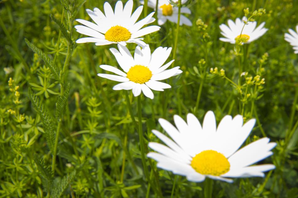 Daisy Summer Flower Flowers